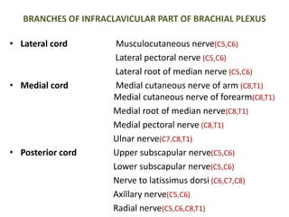 BRANCHES OF INFRACLAVICULAR PART OF BRACHIAL PLEXUS 
• Lateral cord Musculocutaneous nerve(C5,C6) 
Lateral pectoral nerve (C5,C6) 
Lateral root of median nerve (C5,C6) 
• Medial cord Medial cutaneous nerve of arm (C8,T1) 
Medial cutaneous nerve of forearm(C8,T1) 
Medial root of median nerve(C8,T1) 
Medial pectoral nerve (C8,T1) 
Ulnar nerve(C7,C8,T1) 
• Posterior cord Upper subscapular nerve(C5,C6) 
Lower subscapular nerve(C5,C6) 
Nerve to latissimus dorsi (C6,C7,C8) 
Axillary nerve(C5,C6) 
Radial nerve(C5,C6,C8,T1) 
 