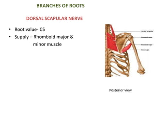 BRANCHES OF ROOTS 
DORSAL SCAPULAR NERVE 
• Root value- C5 
• Supply – Rhomboid major & 
minor muscle 
Posterior view 
 