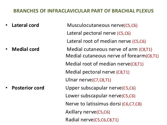 brachial plexus applied anatomy brachial plexus mnemonic