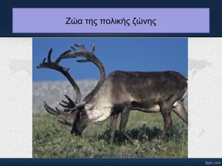 Ζώα της πολικής ζώνης 
 