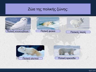 Ζώα της πολικής ζώνης: 
Πολική κουκουβάγια Πολική φώκια Πολικός λαγός 
Πολική αλεπού Πολική αρκούδα 
 