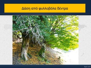 Δάση από φυλλοβόλα δέντα 
 
