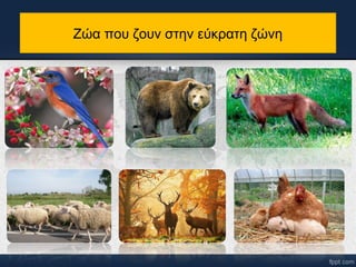 Ζώα που ζουν στην εύκρατη ζώνη 
 