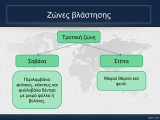 Ζώνες βλάστησης 
Τροπική ζώνη 
Σαβάνα Στέπα 
Περιλαμβάνει 
φοίνικες, κάκτους και 
φυλλοβόλα δέντα 
με μικρά φύλλα ή 
βελόνες. 
Μικροί θάμνοι και 
φυτά. 
 