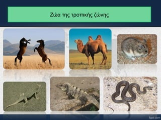 Ζώα της τροπικής ζώνης 
 