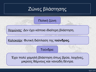 Ζώνες βλάστησης 
Πολική ζώνη 
Χειμώνας: Δεν έχει κάποια ιδιαίτερη βλάστηση. 
Καλοκαίρι: Φυτική διάπλαση της τούνδρας. 
Τούνδα: 
Έχει πολύ χαμηλή βλάστηση όπως βρύα, λειχήνες, 
μικρούς θάμνους και νανώδη δέντα. 
 