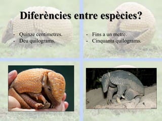 Diferències entre espècies?
- Quinze centímetres.
- Deu quilograms.
- Fins a un metre.
- Cinquanta quilograms.
 