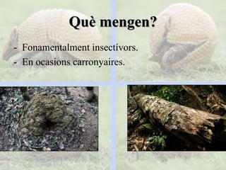 Què mengen?
- Fonamentalment insectívors.
- En ocasions carronyaires.
 