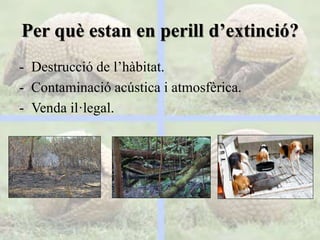 Per què estan en perill d’extinció?
- Destrucció de l’hàbitat.
- Contaminació acústica i atmosfèrica.
- Venda il·legal.
 