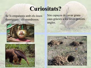 Curiositats?
Se’ls emparenta amb els óssos
formiguers i els mandrosos.
Són capaços de cavar grans
caus gràcies a les seves potents
ungles.
 