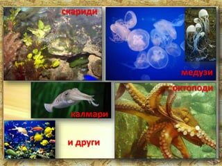 скариди 
медузи 
октоподи 
калмари 
и други 
 