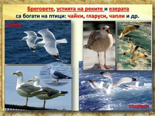 Бреговете, устията на реките и езерата 
са богати на птици: чайки, гларуси, чапли и др. 
чайки 
гларуси 
 
