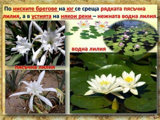 По ниските брегове на юг се среща рядката пясъчна 
лилия, а в устията на някои реки – нежната водна лилия. 
пясъчна лилия 
водна лилия 
 