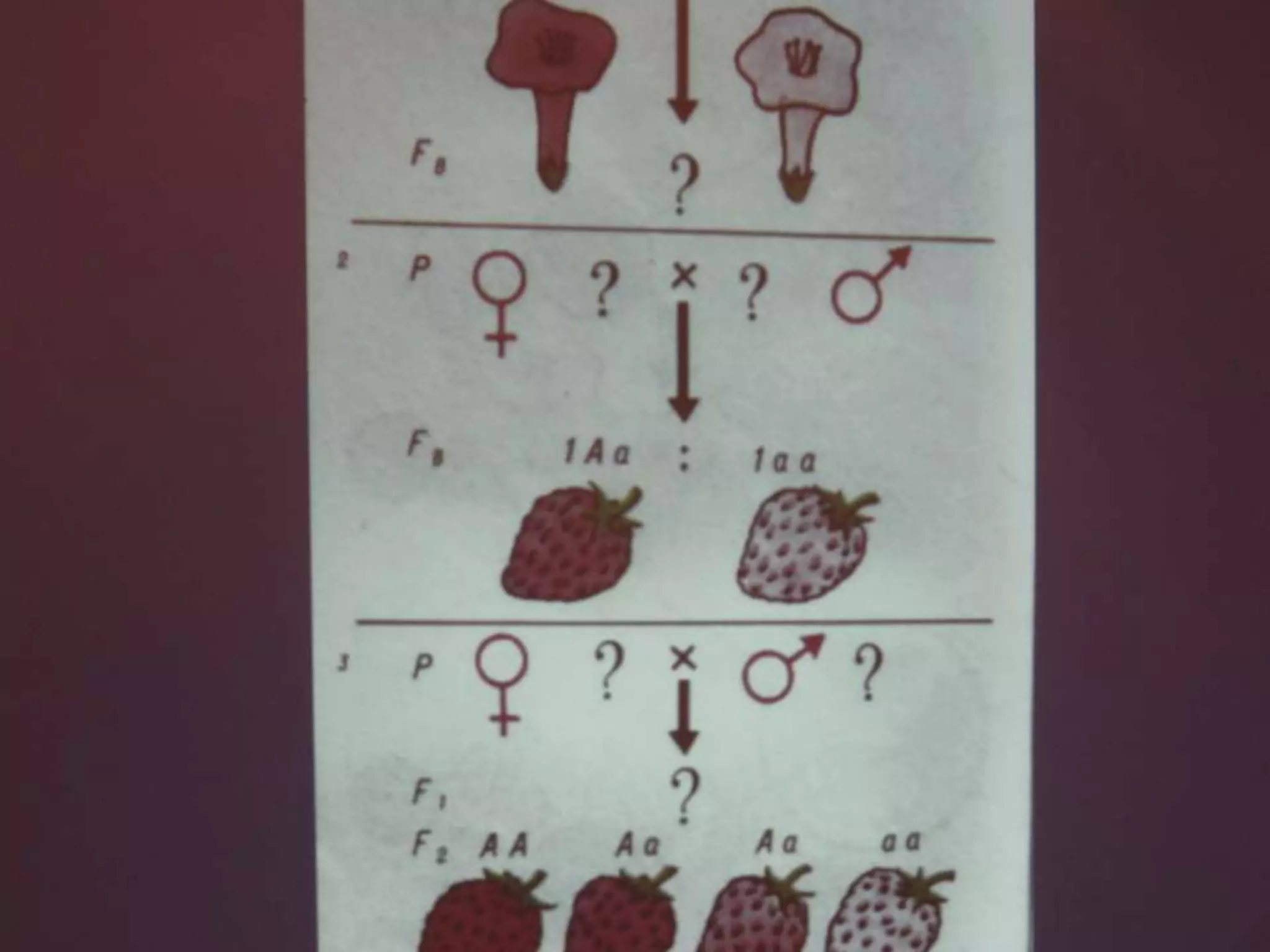 урок біології в 11 класі