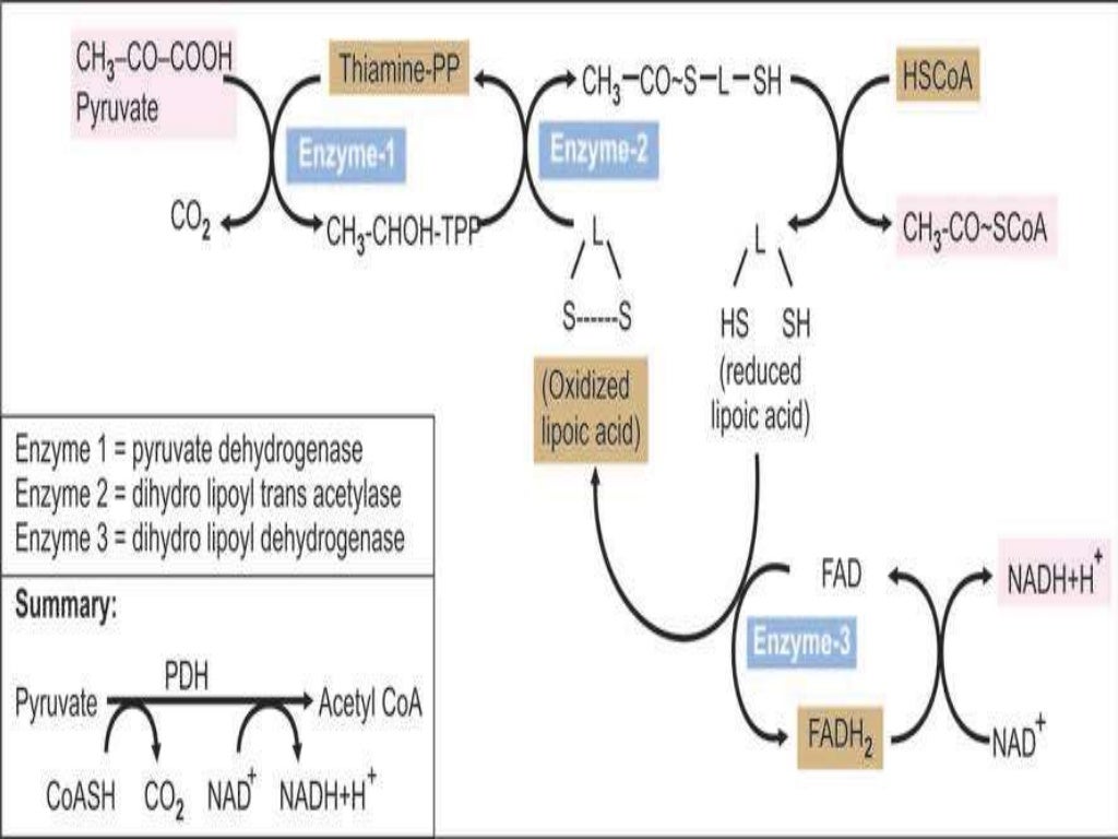 PYRUVATE DEHYDROGENASE COMPLEX (PDHMULTIENZYME COMPLEX)