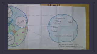 11.cynthia  caro diagrama de circulo de la naturaleza