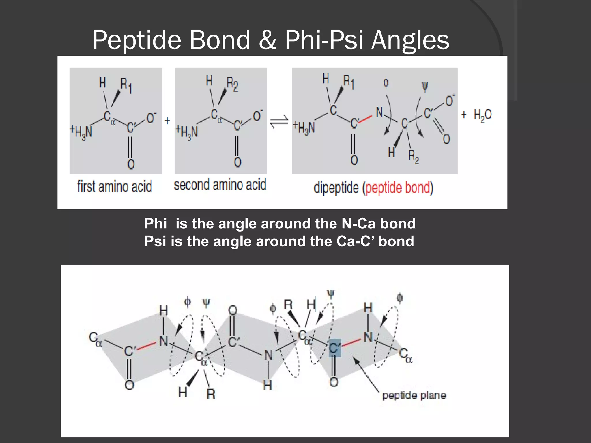 Peptide Bond & Phi-Psi Angles
Phi is the angle around the N-Ca bond
Psi is the angle around the Ca-C’ bond
 