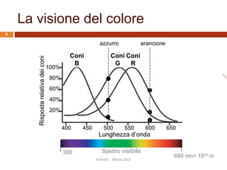 400 450 500 550 600 650
Lunghezza d’onda
Rispostarelativadeiconi
100%
80%
60%
40%
20%
Coni
R
Coni
G
Coni
B
azzurro arancione
Spettro visibile380
680 nm= 10-9 m
La visione del colore
R.Polillo - Marzo 2015
6
 