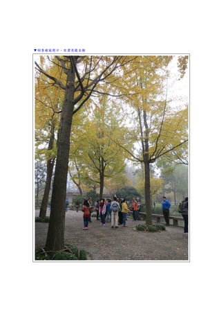 ▼秫香館庭院中，有漂亮銀杏樹
 