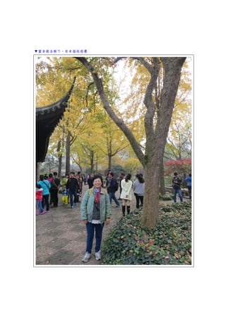 ▼置身銀杏樹下，有幸福的感覺
 