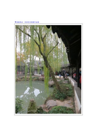 ▼柳蔭路曲，是真的有柳樹和曲路
 