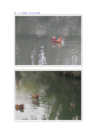 ▼「三十六鴛鴦館」的水池內有鴛鴦
 