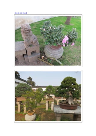 ▼欣欣向榮的盆景
 