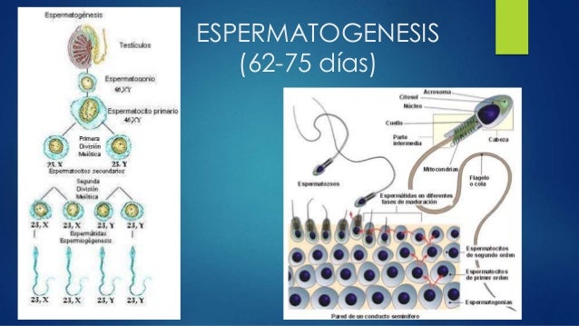 Reproduccion humana
