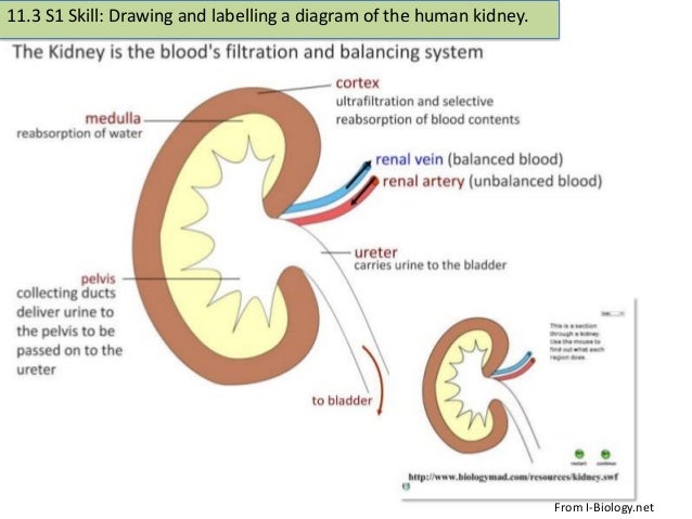 diagram osmosis for Osmoregulation The 11.3 & Kidney diagram osmosis for Osmoregulation The 11.3 & Kidney