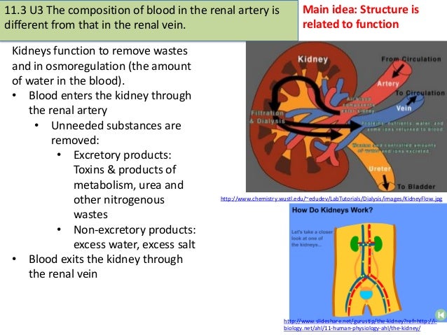 11.3 The Kidney & Osmoregulation