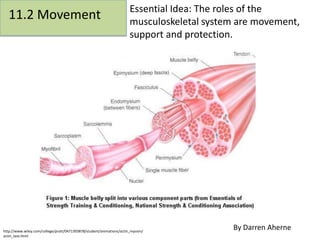 11.2 Movement Essential Idea: The roles of the
musculoskeletal system are movement,
support and protection.
http://www.wiley.com/college/pratt/0471393878/student/animations/actin_myosin/
anim_text.html
By Darren Aherne
 