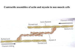 11.Intermediate Filaments - cell biology | PDF