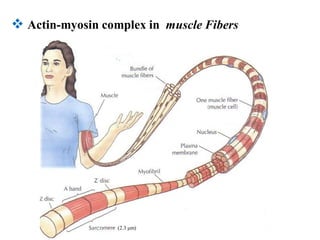 11.Intermediate Filaments - cell biology | PDF