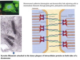 11.Intermediate Filaments - cell biology | PDF