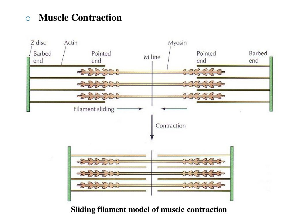 Какие белки обеспечивают движение мышц