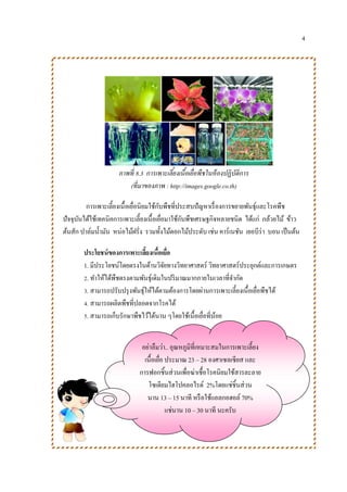 4
ภาพที่ 8.3 การเพาะเลี้ยงเนื้อเยื่อพืชในห้องปฏิบัติการ
(ที่มาของภาพ : http://images.google.co.th)
การเพาะเลี้ยงเนื้อเยื่อนิยมใช้กับพืชที่ประสบปัญหาเรื่องการขยายพันธุ์และโรคพืช
ปัจจุบันได้ใช้เทคนิคการเพาะเลี้ยงเนื้อเยื่อมาใช้กับพืชเศรษฐกิจหลายชนิด ได้แก่ กล้วยไม้ ข้าว
ต้นสัก ปาล์มน้ามัน หน่อไม้ฝรั่ง รวมทั้งไม้ดอกไม้ประดับ เช่น คาร์เนชัน เยอบีร่า บอน เป็นต้น
ประโยชน์ของการเพาะเลี้ยงเนื้อเยื่อ
1. มีประโยชน์โดยตรงในด้านวิจัยทางวิทยาศาสตร์ วิทยาศาสตร์ประยุกต์และการเกษตร
2. ทาให้ได้พืชตรงตามพันธุ์เดิมในปริมาณมากภายในเวลาที่จากัด
3. สามารถปรับปรุงพันธุ์ให้ได้ตามต้องการโดยผ่านการเพาะเลี้ยงเนื้อเยื่อพืชได้
4. สามารถผลิตพืชที่ปลอดจากโรคได้
5. สามารถเก็บรักษาพืชไว้ได้นาน ๆโดยใช้เนื้อเยื่อที่น้อย
อย่าลืมว่า.. อุณหภูมิที่เหมาะสมในการเพาะเลี้ยง
เนื้อเยื่อ ประมาณ 23 – 28 องศาเซลเซียส และ
การฟอกชิ้นส่วนเพื่อฆ่าเชื้อโรคนิยมใช้สารละลาย
โซเดียมไฮโปคลอไรด์ 2%โดยแช่ชิ้นส่วน
นาน 13 – 15 นาที หรือใช้แอลกอฮอล์ 70%
แช่นาน 10 – 30 นาที นะครับ
 