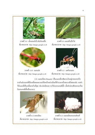 9
2.2) แมลงเบียน (Parasite) เป็นแมลงที่อาศัยเกาะกินอยู่ภายนอกหรือ
ภายในตัวแมลงที่เป็นเหยื่อตลอดวงจรชีวิตหรืออย่างน้อยก็ชั่วระยะหนึ่งของวงชีวิตของมัน จนทา
ให้แมลงที่เป็นเหยื่อตายในที่สุด เช่น ต่อเบียนจะวางไข่บนหนอนผีเสื้อ เมื่อตัวอ่อนฟักออกมาก็จะ
กินหนอนผีเสื้อเป็นอาหาร
ภาพที่ 8.8 ตั๊กแตนตาข้าวจับกินเหยื่อ
ที่มาของภาพ : http://images.google.co.th
ภาพที่ 8.9 แมลงช้างปีกใส
ที่มาของาภาพ : http://images.google.co.th
ภาพที่ 8.11 มดกินแมลง
ที่มาของภาพ : http://images.google.co.th
ภาพที่ 8.12 แตนเบียน
ที่มาของภาพ : http://images.google.co.th
ภาพที่ 8.10 แมลงปอ
ที่มาของภาพ : http://images.google.co.th
ภาพที่ 8.13 แมลงเบียนหนอนดักแด้
ที่มาของภาพ : http://images.google.co.th
 