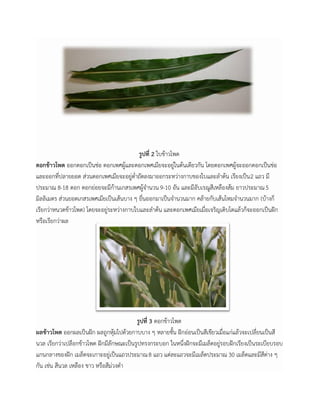 รูปที่ 2 ใบข้าวโพด
ดอกข้าวโพด ออกดอกเป็นช่อ ดอกเพศผู้และดอกเพศเมียจะอยู่ในต้นเดียวกัน โดยดอกเพศผู้จะออกดอกเป็นช่อ
และออกที่ปลายยอด ส่วนดอกเพศเมียจะอยู่ต่าถัดลงมาออกระหว่างกาบของใบและลาต้น เรียงเป็น2 แถว มี
ประมาณ 8-18 ดอก ดอกย่อยจะมีก้านเกสรเพศผู้จานวน 9-10 อัน และมีอับเรณูสีเหลืองส้ม ยาวประมาณ5
มิลลิเมตร ส่วนยอดเกสรเพศเมียเป็นเส้นบาง ๆ ยื่นออกมาเป็นจานวนมาก คล้ายกับเส้นไหมจานวนมาก (บ้างก็
เรียกว่าหนวดข้าวโพด) โดยจะอยู่ระหว่างกาบใบและลาต้น และดอกเพศเมียเมื่อเจริญเติบโตแล้วก็จะออกเป็นฝัก
หรือเรียกว่าผล
รูปที่ 3 ดอกข้าวโพด
ผลข้าวโพด ออกผลเป็นฝัก ผลถูกหุ้มไปด้วยกาบบาง ๆ หลายชั้น ฝักอ่อนเป็นสีเขียวเมื่อแก่แล้วจะเปลี่ยนเป็นสี
นวล เรียกว่าเปลือกข้าวโพด ฝักมีลักษณะเป็นรูปทรงกระบอก ในหนึ่งฝักจะมีเมล็ดอยู่รอบฝักเรียงเป็นระเบียบรอบ
แกนกลางของฝัก เมล็ดจะเกาะอยู่เป็นแถวประมาณ8 แถว แต่ละแถวจะมีเมล็ดประมาณ 30 เมล็ดและมีสีต่าง ๆ
กัน เช่น สีนวล เหลือง ขาว หรือสีม่วงดา
 