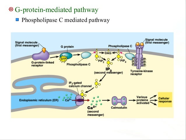 signal transduction pathway