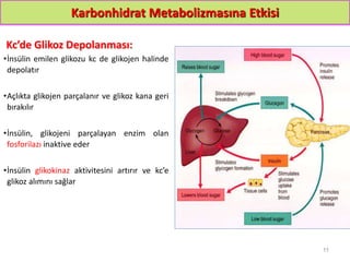 Karbonhidrat Metabolizmasına Etkisi
Kc’de Glikoz Depolanması:
•İnsülin emilen glikozu kc de glikojen halinde
depolatır
•Açlıkta glikojen parçalanır ve glikoz kana geri
bırakılır
•İnsülin, glikojeni parçalayan enzim olan
fosforilazı inaktive eder
•İnsülin glikokinaz aktivitesini artırır ve kc’e
glikoz alımını sağlar
11
 