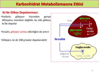 Karbonhidrat Metabolizmasına Etkisi
Kc’de Glikoz Depolanması:
•Fosforlu glikozun hücreden geriye
difüzyonu mümkün değildir, bu etki glikozu
kc’de depolar
•İnsülin, glikojen sentaz etkinliğini de artırır
•Glikojen, kc de 100 g kadar depolanabilir
12
 