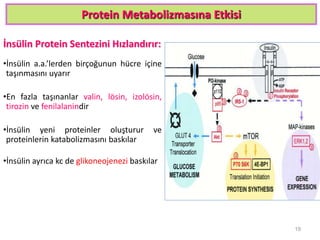 Protein Metabolizmasına Etkisi
İnsülin Protein Sentezini Hızlandırır:
•İnsülin a.a.’lerden birçoğunun hücre içine
taşınmasını uyarır
•En fazla taşınanlar valin, lösin, izolösin,
tirozin ve fenilalanindir
•İnsülin yeni proteinler oluşturur ve
proteinlerin katabolizmasını baskılar
•İnsülin ayrıca kc de glikoneojenezi baskılar
19
 