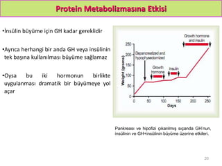 Protein Metabolizmasına Etkisi
•İnsülin büyüme için GH kadar gereklidir
•Ayrıca herhangi bir anda GH veya insülinin
tek başına kullanılması büyüme sağlamaz
•Oysa bu iki hormonun birlikte
uygulanması dramatik bir büyümeye yol
açar
20
Pankreası ve hipofizi çıkarılmış sıçanda GH’nun,
insülinin ve GH+insülinin büyüme üzerine etkileri.
 