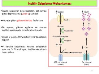 İnsülin Salgılama Mekanizması
•İnsülin salgılayan Beta hücreleri, çok sayıda
glikoz taşıyıcılarına (GLUT-2) sahiptir
•Hücrede glikoz glikoz-6-fosfata fosforlanır
•Bu aşama, glikozu algılama ve salınan
insülini ayarlamada temel mekanizmadır
•Glikoz-6-fosfat, ATP’yi artırır ve K+ kanallarını
kapatır
•K+ kanalın kapanması hücreyi depolarize
eder ve Ca+2 kanalı açılır, insülin ekzositozla
dışarı salınır
22
 