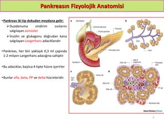 Pankreasın Fizyolojik Anatomisi
•Pankreas iki tip dokudan meydana gelir:
Duodenuma sindirim sıvılarını
salgılayan asinüsler
İnsülin ve glukagonu doğrudan kana
salgılayan Langerhans adacıklarıdır
•Pankreas, her biri yaklaşık 0,3 ml çapında
1-2 milyon Langerhans adacığına sahiptir
•Bu adacıklar, başlıca 4 tipte hücre içerirler
•Bunlar alfa, beta, PP ve delta hücreleridir.
3
 