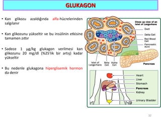 GLUKAGON
• Kan glikozu azaldığında alfa-hücrelerinden
salgılanır
• Kan glikozunu yükseltir ve bu insülinin etkisine
tamamen zıttır
• Sadece 1 µg/kg glukagon verilmesi kan
glikozunu 20 mg/dl (%25'lik bir artış) kadar
yükseltir
• Bu nedenle glukagona hiperglisemik hormon
da denir
32
 