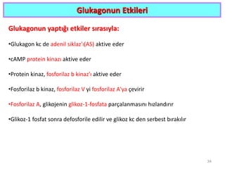 Glukagonun Etkileri
Glukagonun yaptığı etkiler sırasıyla:
•Glukagon kc de adenil siklaz'ı(AS) aktive eder
•cAMP protein kinazı aktive eder
•Protein kinaz, fosforilaz b kinaz'ı aktive eder
•Fosforilaz b kinaz, fosforilaz V yi fosforilaz A'ya çevirir
•Fosforilaz A, glikojenin glikoz-1-fosfata parçalanmasını hızlandırır
•Glikoz-1 fosfat sonra defosforile edilir ve glikoz kc den serbest bırakılır
34
 