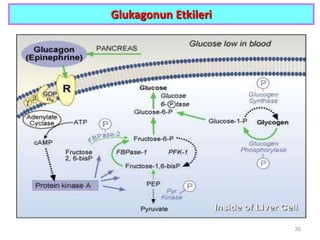 Glukagonun Etkileri
35
 