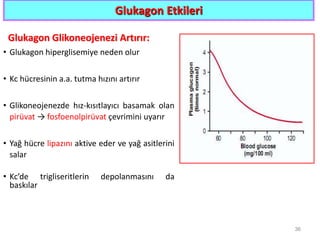 Glukagon Etkileri
Glukagon Glikoneojenezi Artırır:
• Glukagon hiperglisemiye neden olur
• Kc hücresinin a.a. tutma hızını artırır
• Glikoneojenezde hız-kısıtlayıcı basamak olan
pirüvat → fosfoenolpirüvat çevrimini uyarır
• Yağ hücre lipazını aktive eder ve yağ asitlerini
salar
• Kc’de trigliseritlerin depolanmasını da
baskılar
36
 