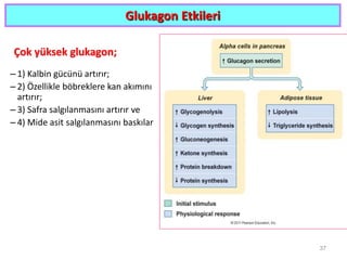 Glukagon Etkileri
Çok yüksek glukagon;
– 1) Kalbin gücünü artırır;
– 2) Özellikle böbreklere kan akımını
artırır;
– 3) Safra salgılanmasını artırır ve
– 4) Mide asit salgılanmasını baskılar
37
 
